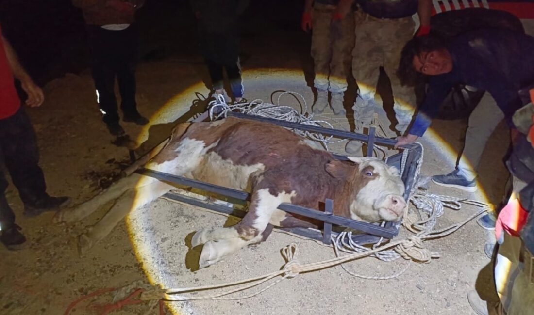 Erzincan’ın Üzümlü ilçesinde, 250 metrelik uçuruma düşen bir büyükbaş hayvan,