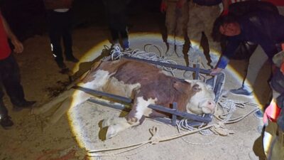 Erzincan’ın Üzümlü ilçesinde, 250 metrelik uçuruma düşen bir büyükbaş hayvan,