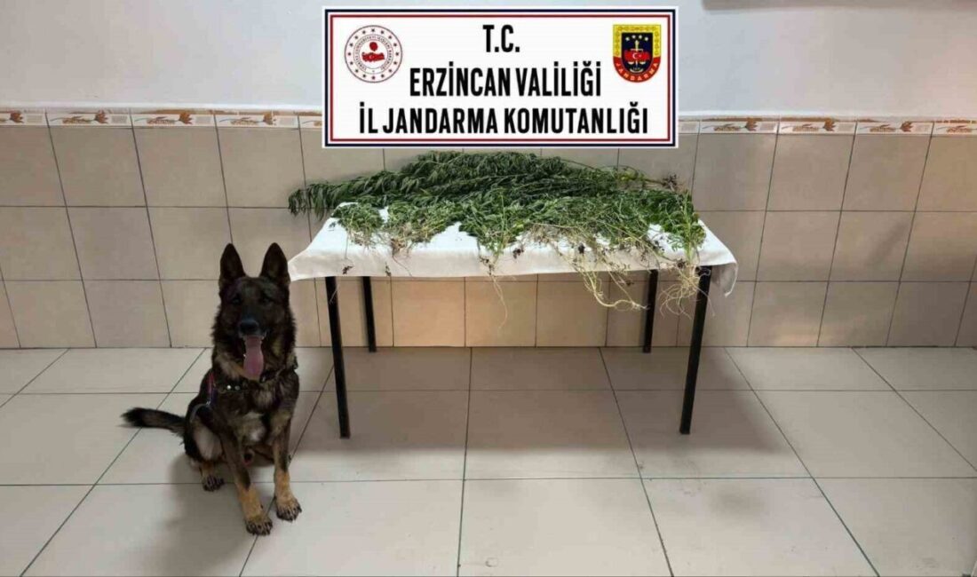 Erzincan’ın Üzümlü ilçesinde gerçekleştirilen uyuşturucu operasyonunda 227 kök kenevir bitkisi