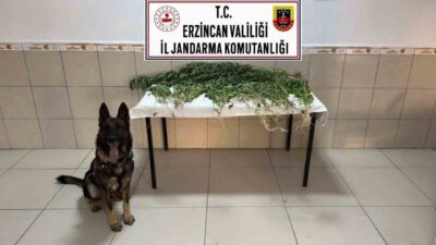 Erzincan’ın Üzümlü ilçesinde gerçekleştirilen uyuşturucu operasyonunda 227 kök kenevir bitkisi