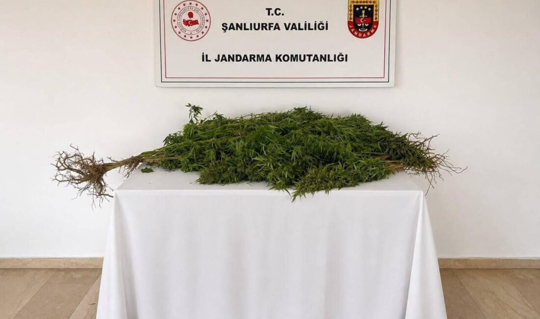 Şanlıurfa’nın Eyyübiye ilçesinde jandarma ekipleri tarafından gerçekleştirilen operasyonda, 8 kök