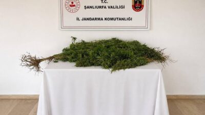 Şanlıurfa’nın Eyyübiye ilçesinde jandarma ekipleri tarafından gerçekleştirilen operasyonda, 8 kök