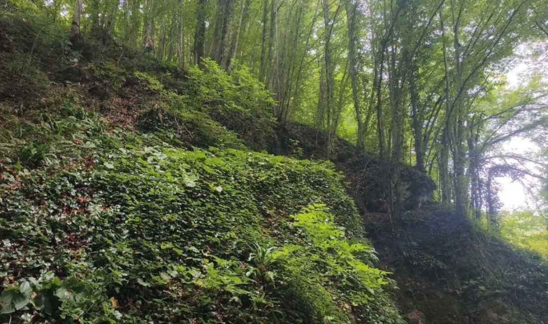 Ordu’da bir kişi, fındık toplarken dengesini kaybederek yaklaşık 30 metrelik
