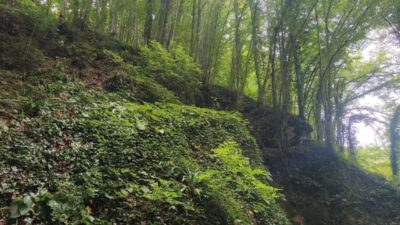 Ordu’da bir kişi, fındık toplarken dengesini kaybederek yaklaşık 30 metrelik