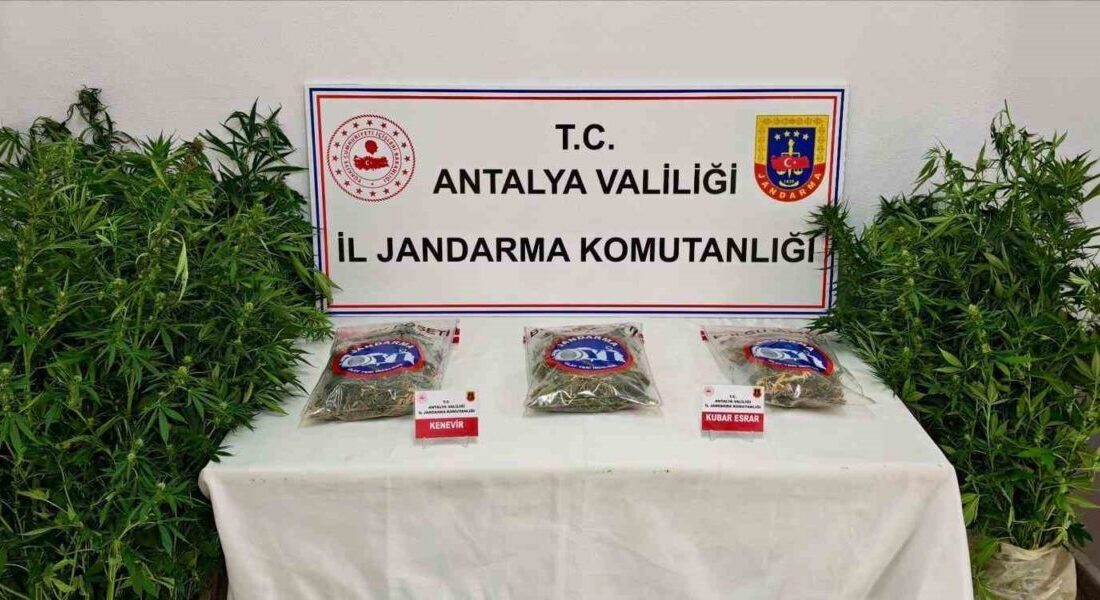 Antalya’nın Gazipaşa ilçesinde gerçekleştirilen bir operasyonda, 146 kök kenevir bitkisi
