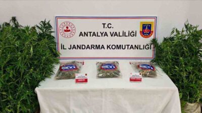 Antalya’nın Gazipaşa ilçesinde gerçekleştirilen bir operasyonda, 146 kök kenevir bitkisi