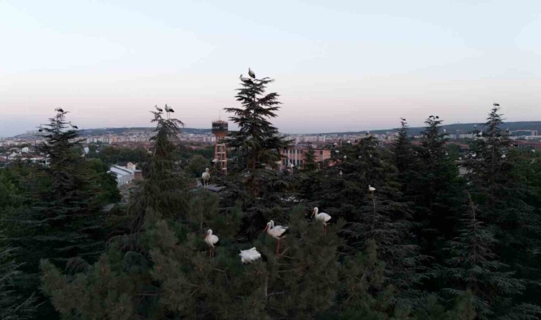Eskişehir’de mola veren leyleklerin göç yolculuğu sırasında dron ile çekilen