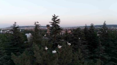 Eskişehir’de mola veren leyleklerin göç yolculuğu sırasında dron ile çekilen