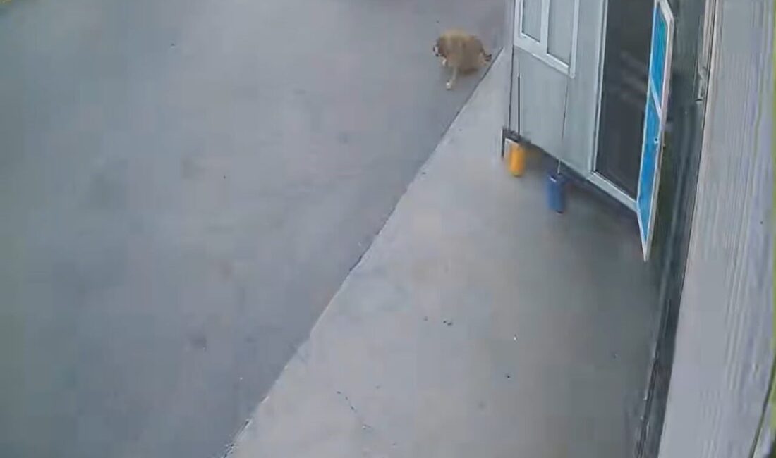 Afyonkarahisar’da bir sürücü, sokak köpeğine çarptıktan sonra durmayarak olay yerinden