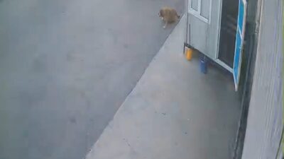 Afyonkarahisar’da bir sürücü, sokak köpeğine çarptıktan sonra durmayarak olay yerinden