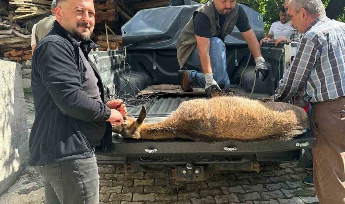 Artvin’in Şavşat ilçesinde enerjisi tükenen bir yaban keçisi, bir evin
