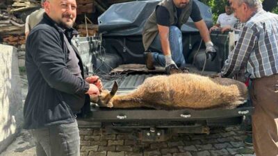 Artvin’in Şavşat ilçesinde enerjisi tükenen bir yaban keçisi, bir evin