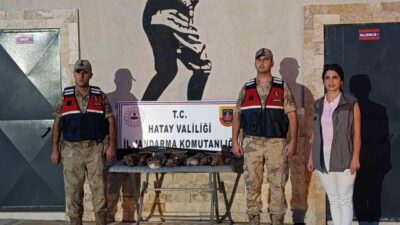 Hatay’da 7 arı şahinini avlayan bir şahsa 26 bin TL