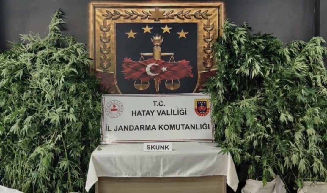 Hatay’ın Samandağ ilçesinde, jandarma ekipleri tarafından dronlarla desteklenen bir operasyon