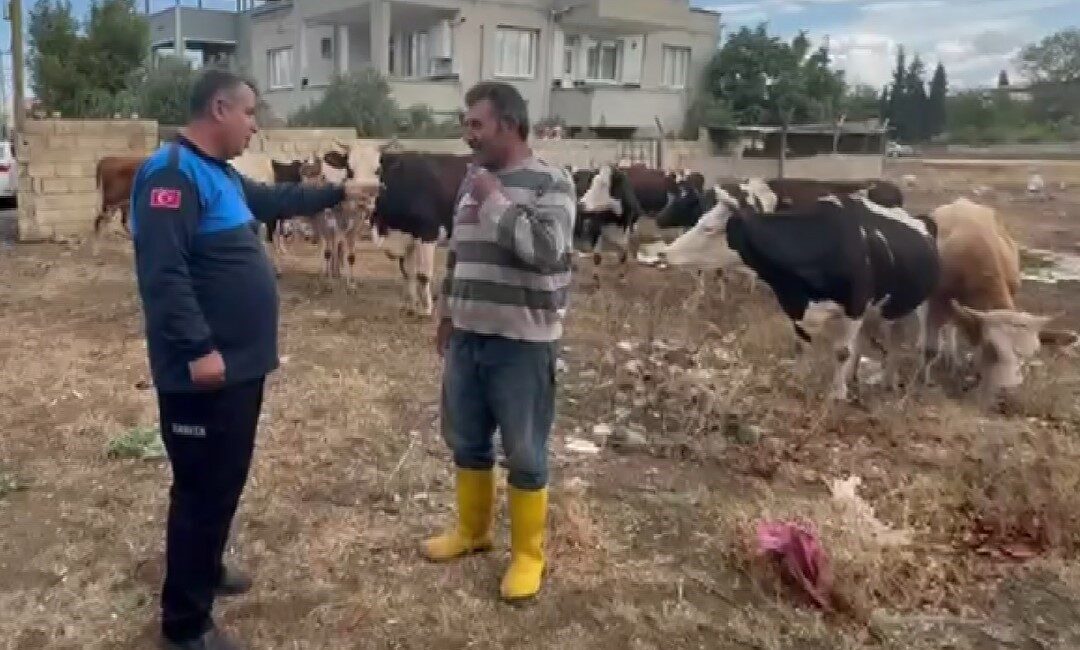 Gaziantep’in İslahiye ilçesinde kaybolan 17 büyükbaş hayvan, kulak küpelerindeki bilgiler