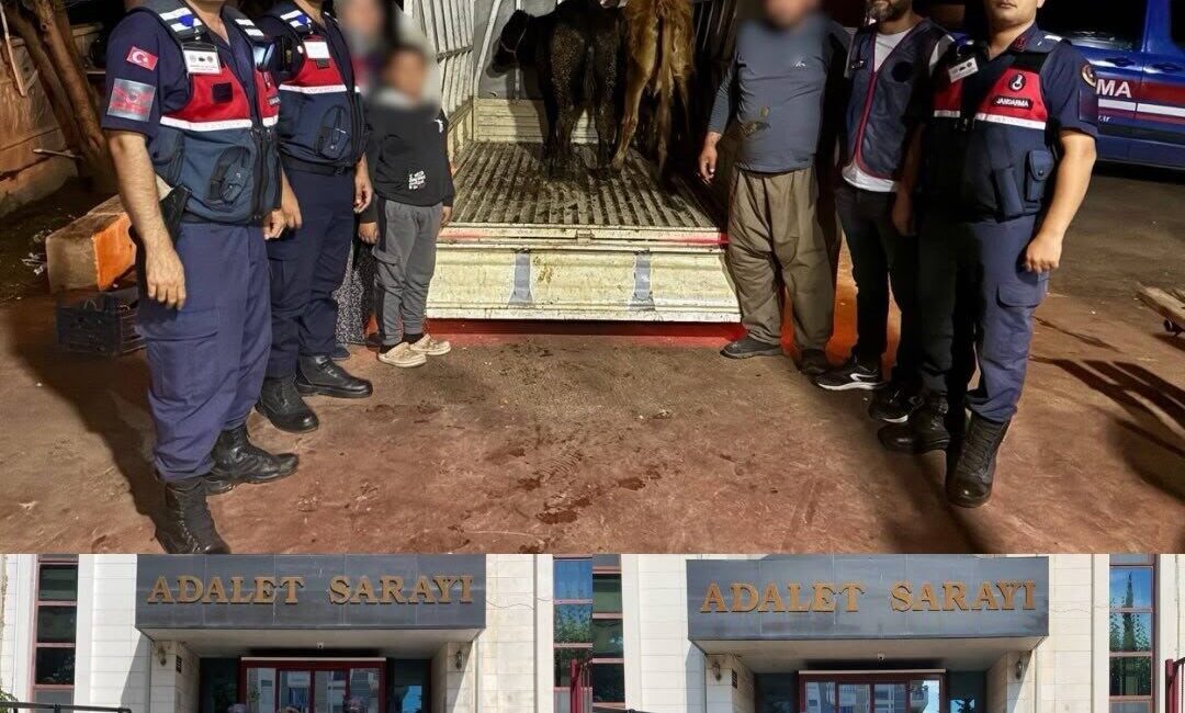 Antalya’nın Korkuteli ilçesinde meydana gelen 10 küçükbaş ve 3 büyükbaş