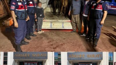 Antalya’nın Korkuteli ilçesinde meydana gelen 10 küçükbaş ve 3 büyükbaş