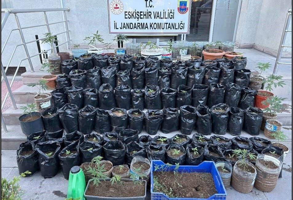 Eskişehir’in Mahmudiye ilçesinde Jandarma ekipleri tarafından gerçekleştirilen operasyonda, saksı içerisinde