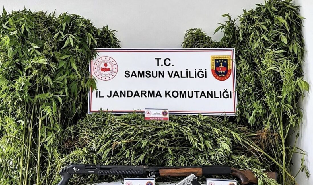 Samsun’un Salıpazarı ilçesinde jandarma ekipleri tarafından gerçekleştirilen operasyonda, 756 kök