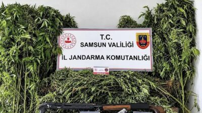 Samsun’un Salıpazarı ilçesinde jandarma ekipleri tarafından gerçekleştirilen operasyonda, 756 kök