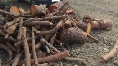 Pazarcık ilçesinde, Kahramanmaraş Orman İşletme Müdürlüğü ekipleri tarafından gerçekleştirilen koruma