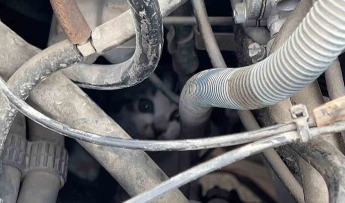 Sivas’ta bir otomobil sürücüsü, aracının motor kısmında sıkışan yavru bir