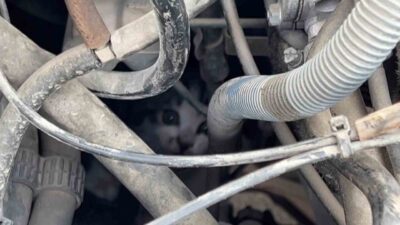 Sivas’ta bir otomobil sürücüsü, aracının motor kısmında sıkışan yavru bir
