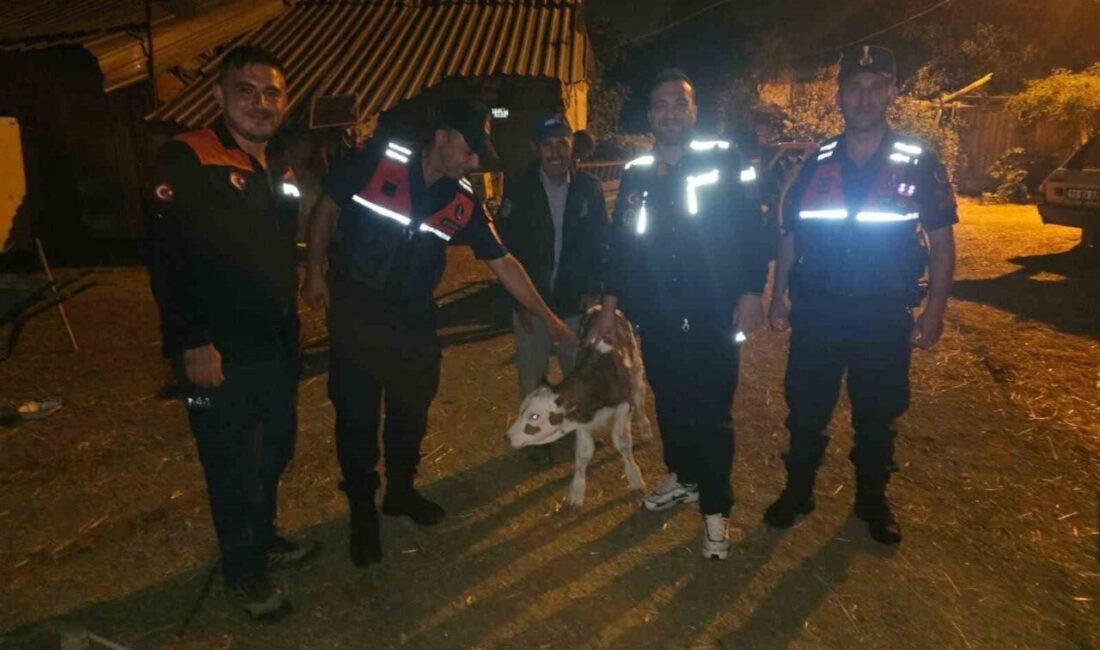 Bilecik’te bir büyükbaş hayvan, kaybolduğu ihbarı üzerine yapılan arama sonucunda