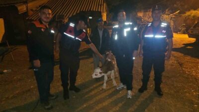 Bilecik’te bir büyükbaş hayvan, kaybolduğu ihbarı üzerine yapılan arama sonucunda