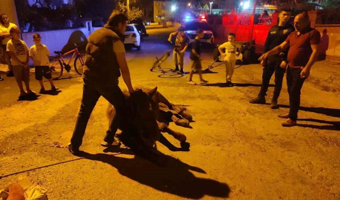 Keşan ilçesindeki bir olayda, yerde yatan bir atın şiddet gördüğü