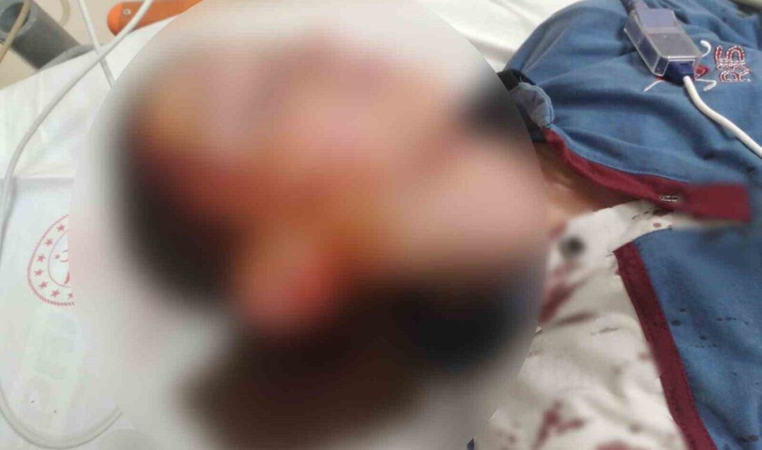 İzmir’in Menderes ilçesinde bir bakkal ziyareti sırasında komşusunun Akita cinsi