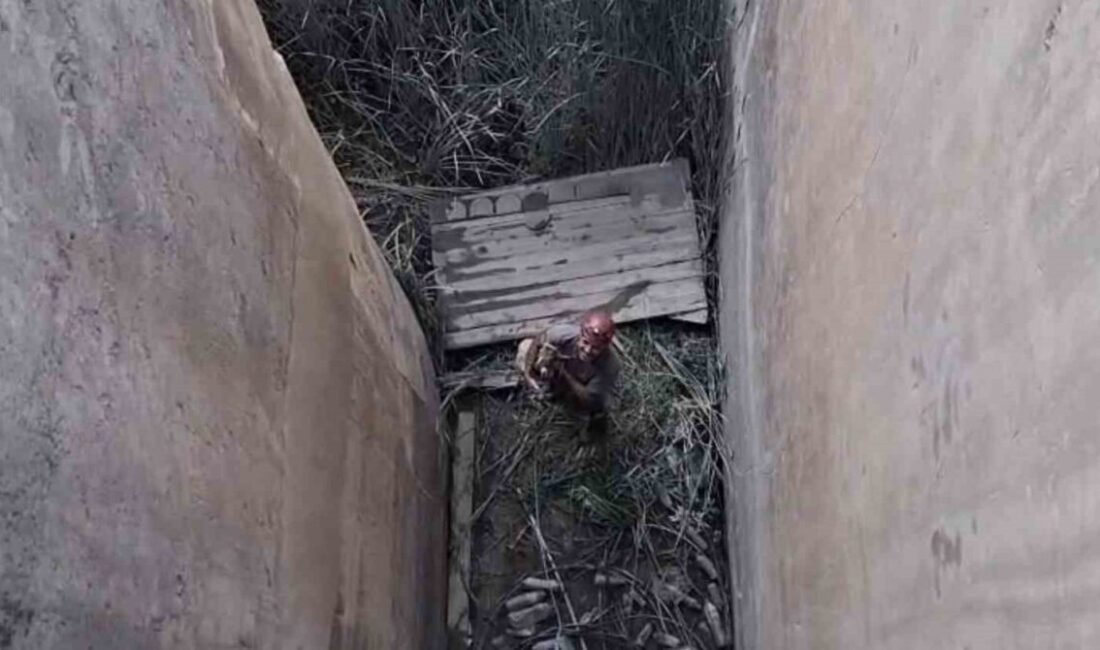 Elazığ’ın Palu ilçesinde, koruma altındaki bir dağ keçisi, DSİ’ye ait