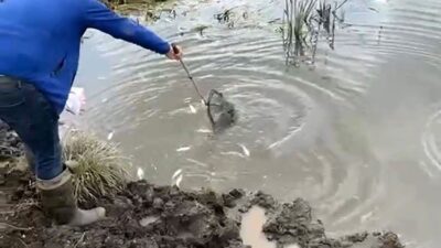 Ardahan’ın Göle ilçesinde Kura Nehri’nde meydana gelen balık ölümleri üzerine