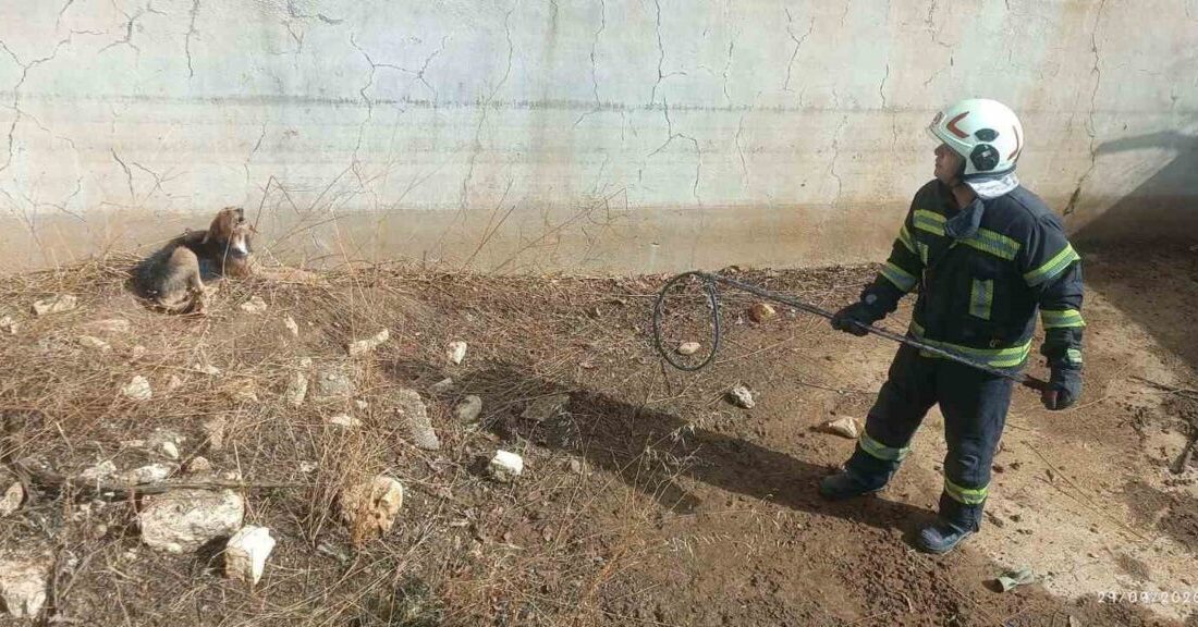 Denizli’nin Buldan ilçesinde, bir av köpeği günlerce boş su havuzunda