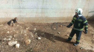 Denizli’nin Buldan ilçesinde, bir av köpeği günlerce boş su havuzunda