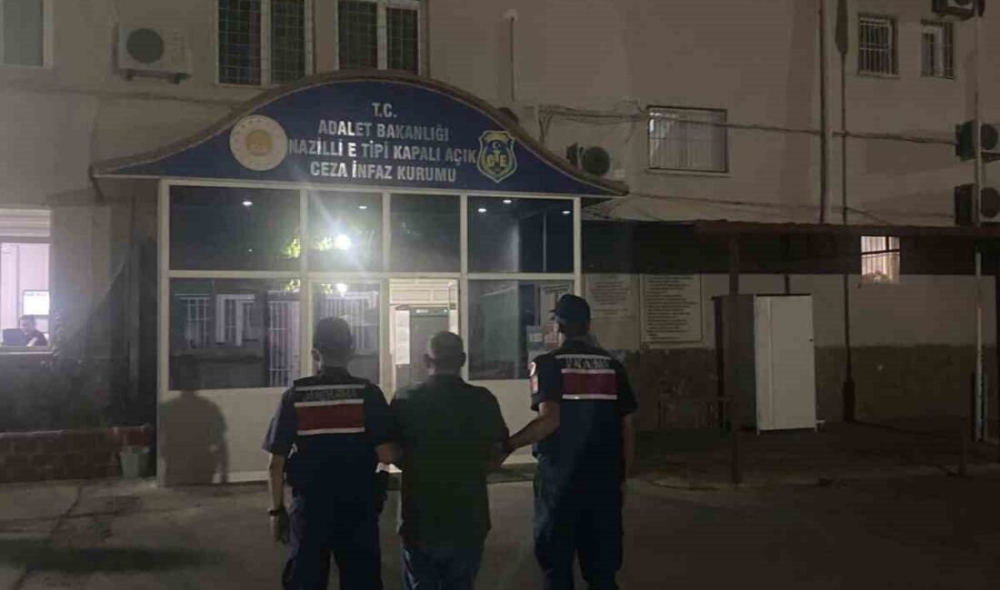 Kuyucak ilçesinde ormanlık alana kenevir ekimi yapan şahıs, jandarma ekipleri