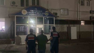 Kuyucak ilçesinde ormanlık alana kenevir ekimi yapan şahıs, jandarma ekipleri