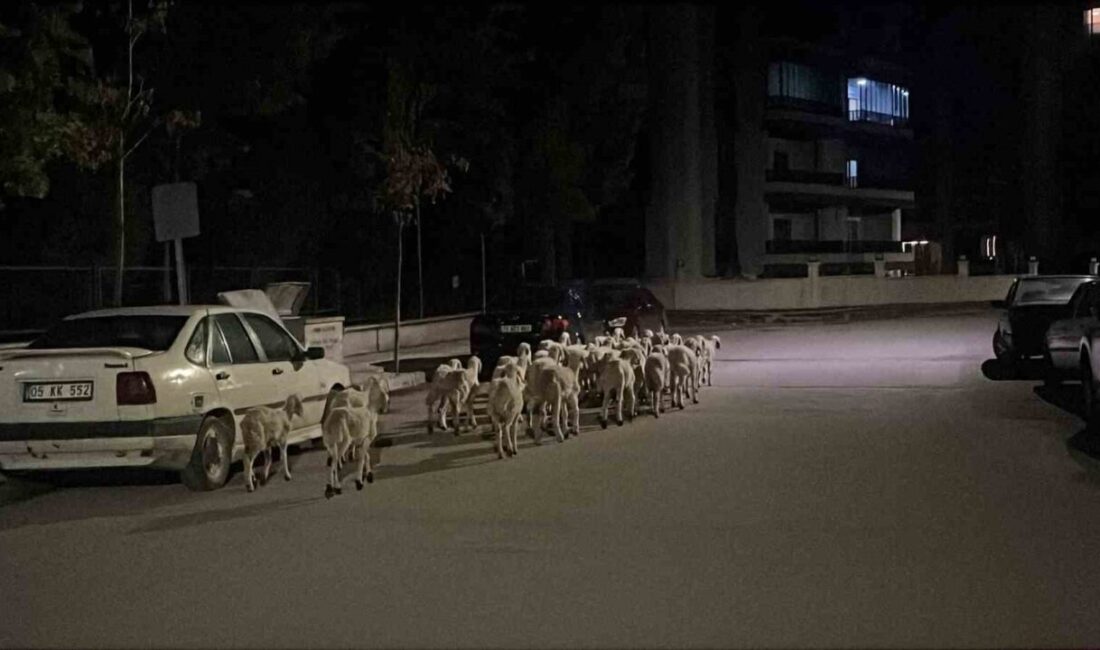 Çorum’da, bir hayvan yetiştiricisi olan Doğuhan Kaya, ağıla gittiğinde koyunlarının
