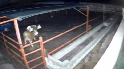 Kırşehir’in Boztepe ilçesine bağlı bir mandırada meydana gelen olayda, mandıraya