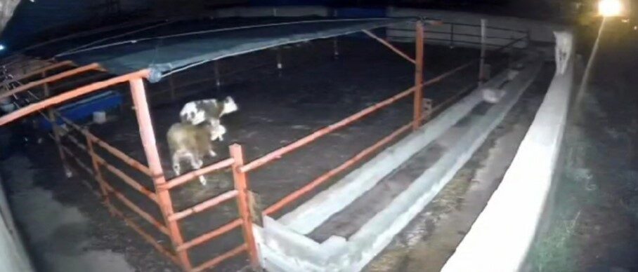 Kırşehir’in Boztepe ilçesine bağlı bir mandırada meydana gelen olayda, mandıraya