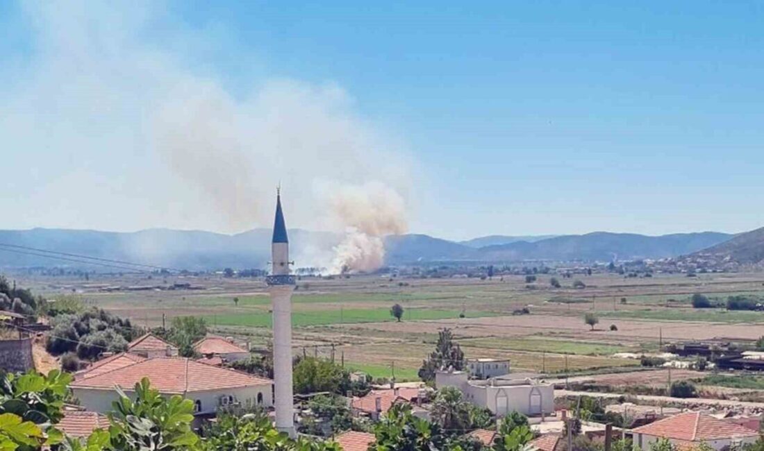 Muğla’nın Milas ilçesine bağlı Yaşyer Mahallesi’nde sazlık ve otluk alanda