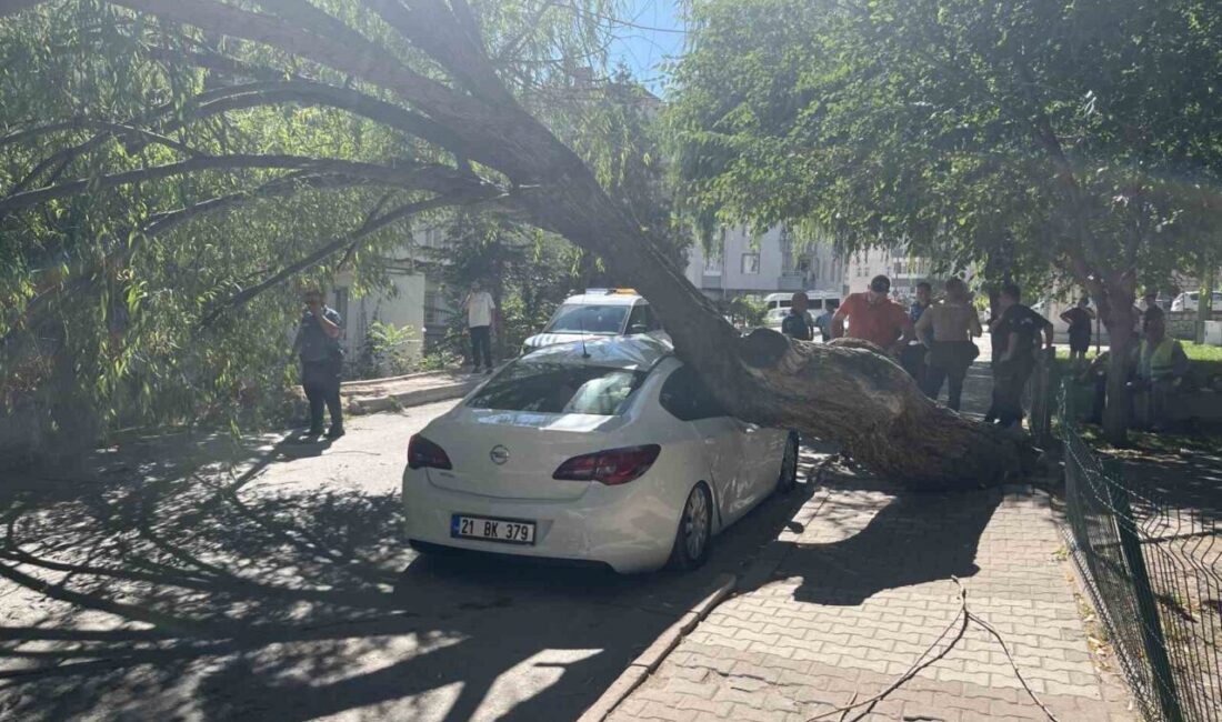 Niğde’deki bir parkta yaşanan olayda, park halindeki bir aracın üzerine