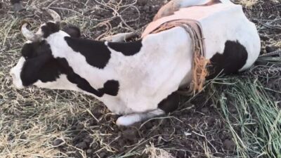 Hatay’ın Reyhanlı ilçesinde, Kuletepe Mahallesi’nde meydana gelen olayda, bataklığa saplanan