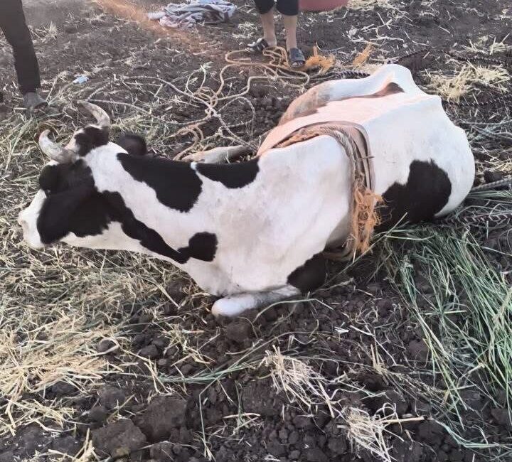 Hatay’ın Reyhanlı ilçesinde, Kuletepe Mahallesi’nde meydana gelen olayda, bataklığa saplanan