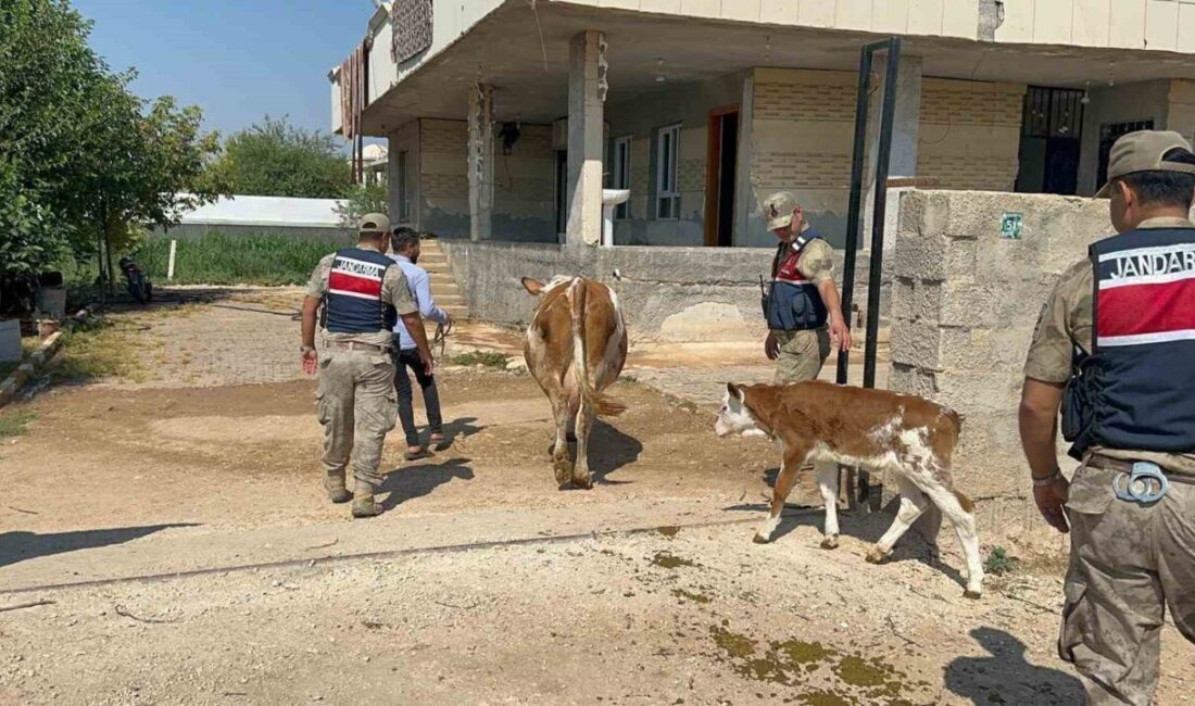 Şanlıurfa’da, 2 büyükbaş hayvanın satışında dolandırıcılık yapıldığı iddialarının ardından 1