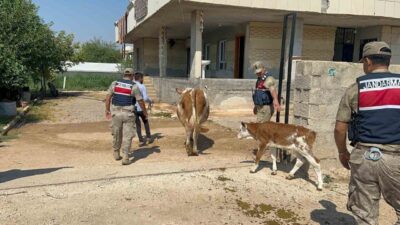 Şanlıurfa’da, 2 büyükbaş hayvanın satışında dolandırıcılık yapıldığı iddialarının ardından 1