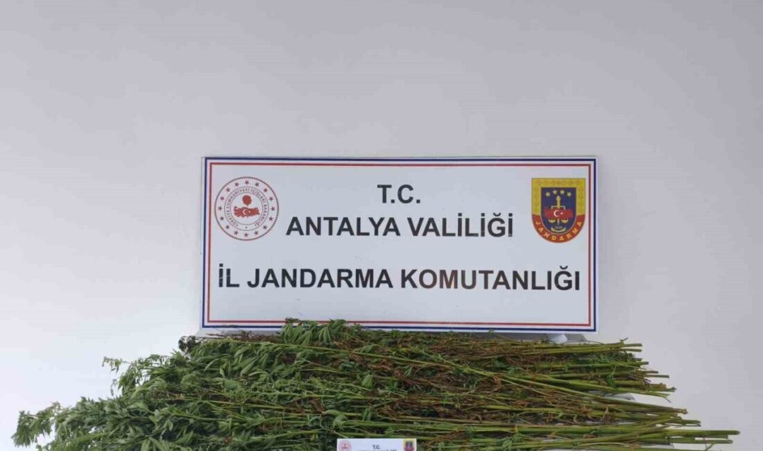 Serik ilçesinde jandarma ekipleri tarafından gerçekleştirilen bir operasyonda 80 adet