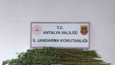 Serik ilçesinde jandarma ekipleri tarafından gerçekleştirilen bir operasyonda 80 adet