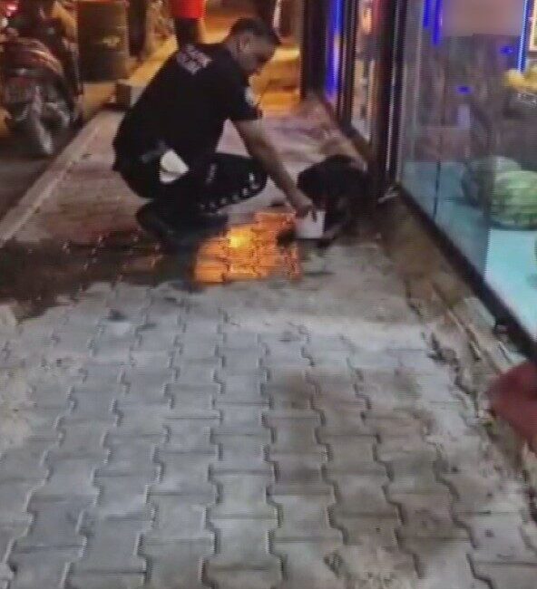 Samandağ ilçesinde, bir sokak köpeği silahla vurularak yaralandı ve bu