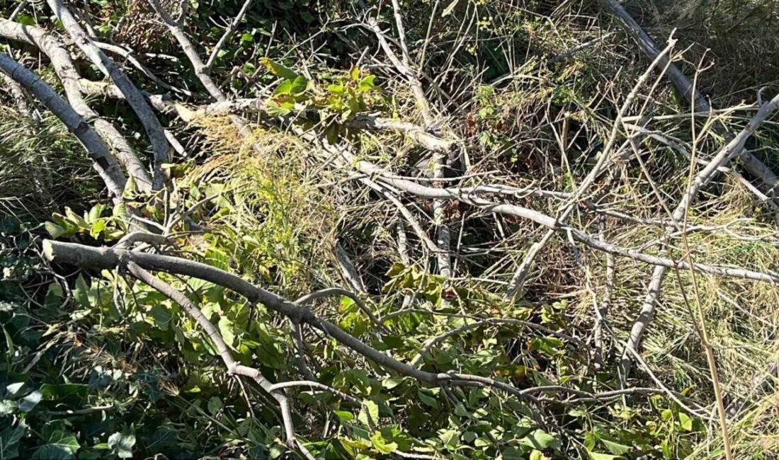 Sinop’ta yaşanan şiddetli rüzgârın etkisiyle Enver Bahadır Caddesi’nde ağaçların devrilmesi